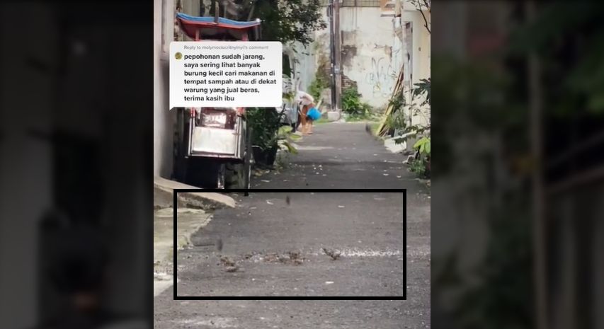 Viral wanita tebar beras sembarang di jalan (TikTok).