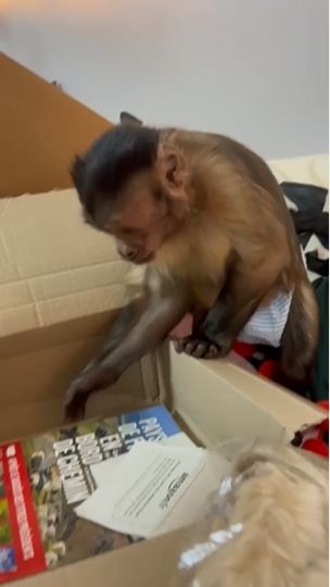 George, Monyet yang Viral di TikTok Meninggal Dunia. (Instagram/@heresyourmonkeycontent)