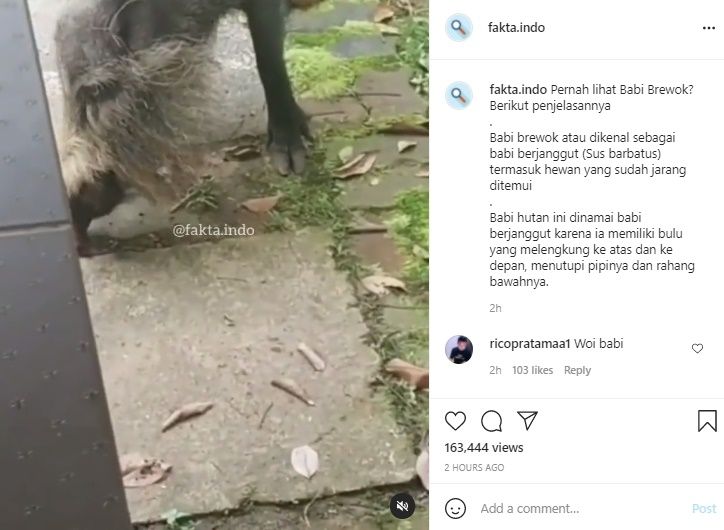 Viral Video Penampakan Babi Brewok. (Instagram/@fakta.indo)