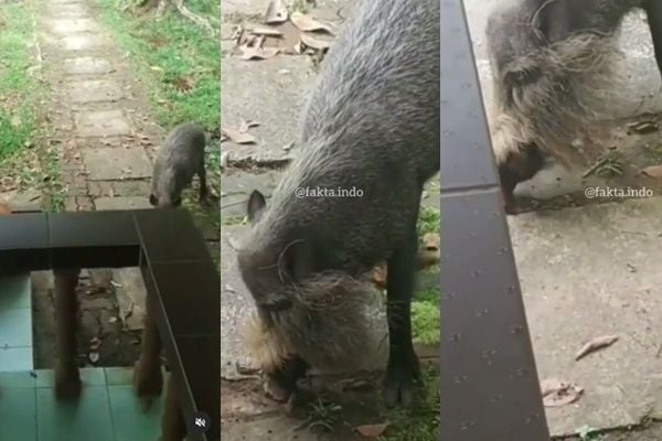 Viral Video Penampakan Babi Brewok. (Instagram/@fakta.indo)