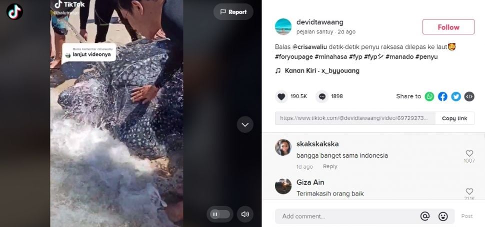 Viral Momen Pelepasan Penyu Raksasa ke Laut. (TikTok/@devidtawaang)