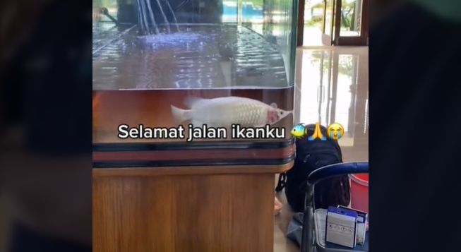 Viral ikan arwana harga ratusan juta mati di akuarium (TikTok).