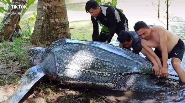 Viral Momen Pelepasan Penyu Raksasa ke Laut. (TikTok/@devidtawaang)