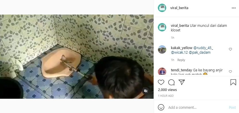 Viral Video Ular Keluar dari Lubang Kloset. (Instagram/@viral_berita)