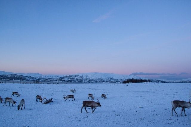 Ilustrasi Tundra. (Pexels)