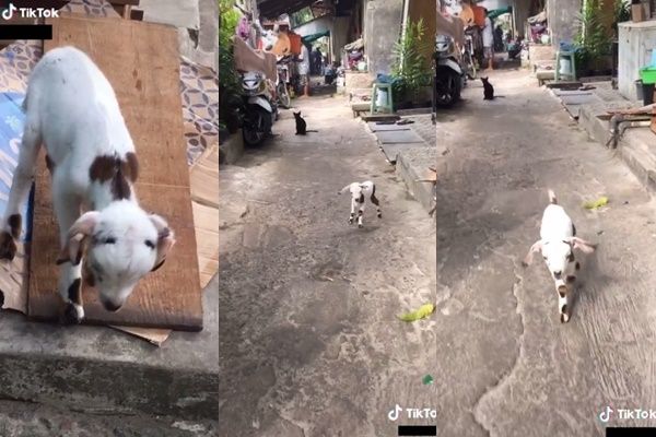 Viral Beli Anjing Cihuahua Lewat Online. (TikTok/@al*****o3)