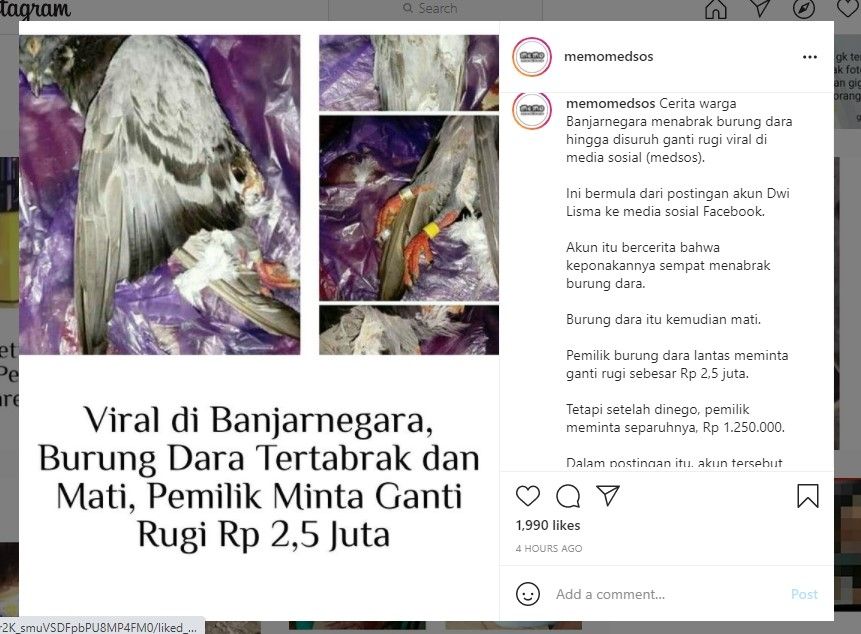 Merpati tertabrak, pemilik minta ganti rugi Rp 2,5 juta (IG)