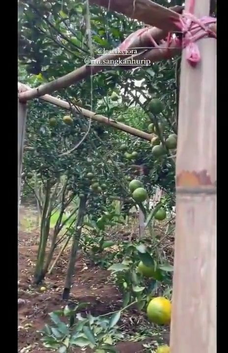 Potret kebun jeruk Lesti Kejora. (YouTube/Yuni Andriyani Official)