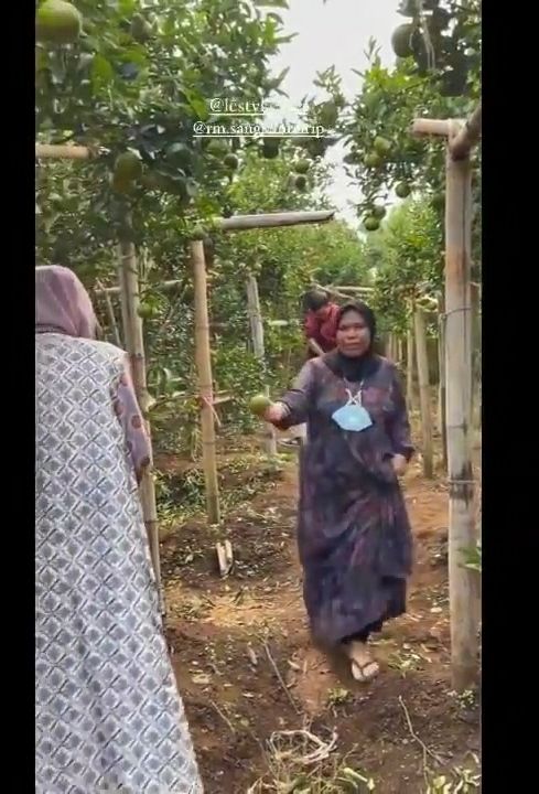 Potret kebun jeruk Lesti Kejora. (YouTube/Yuni Andriyani Official)