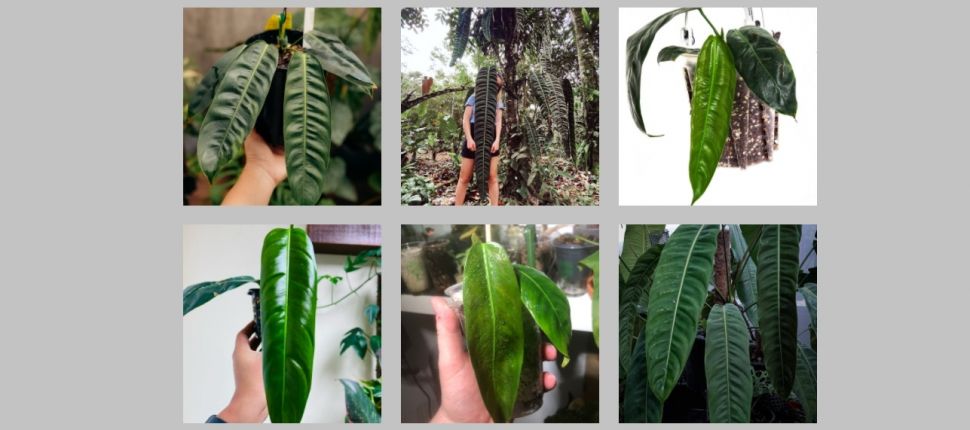 Philodendron patriciae, jenis Philodendron (instagram)