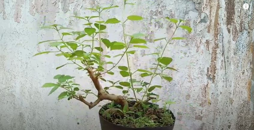 Bonsai Lantana: Cara Merawat, Cara Membentuk Bonsai Agar Bagus. (Youtube/Plant Craft DIY)