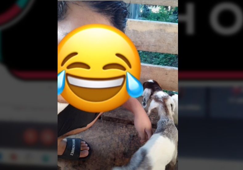 Viral Mahasiswa Tak Hadir Kelas Online, Ternyata Urus Kambing yang Melahirkan  (TikTok).