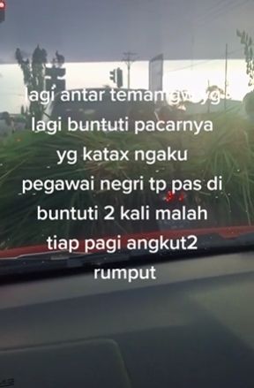 Pacar ngakunya jadi PNS, tapi kepergok ngangkut rumput. (Tiktok)