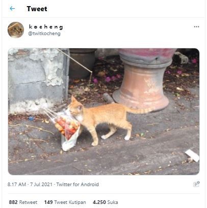 kucing bawa makanan (Twitter @twitkocheng)