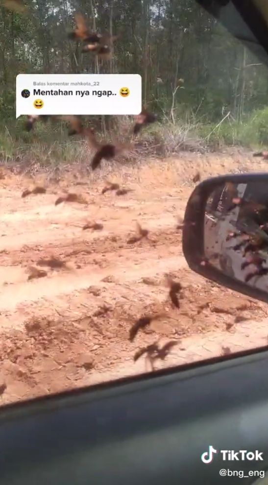 Viral pemobil diserbu tawon. (TikTok)