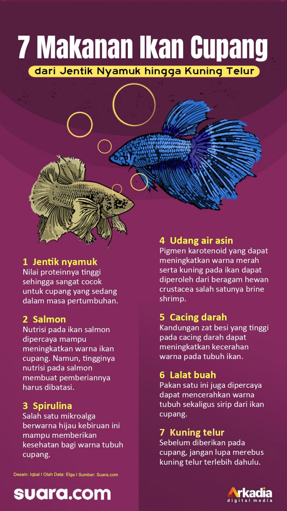 Berapa kali memberi makan ikan cupang