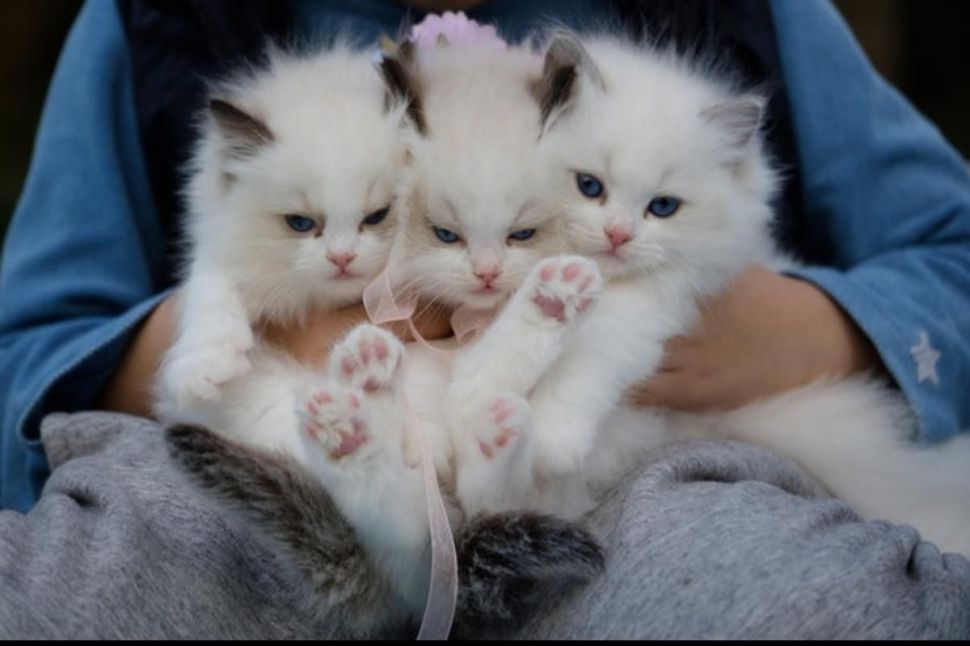 5 Tipe Kepribadian Kucing yang Harus Diketahui Para Pecinta Anabul