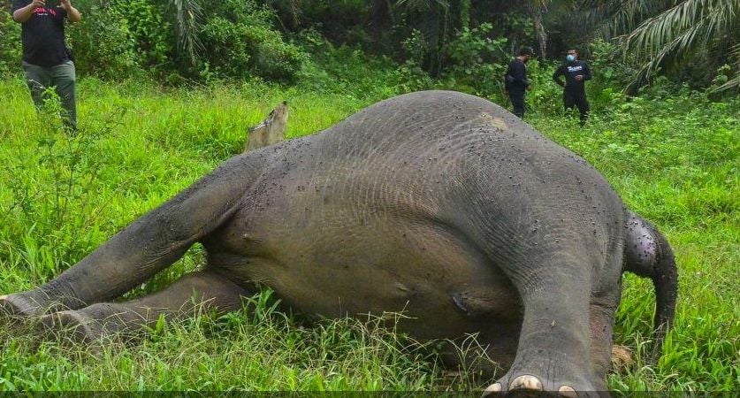 Gajah berjenis kelamin jantan diperkirakan berusia 12 tahun ditemukan mati hilang kepala [ANTARA]