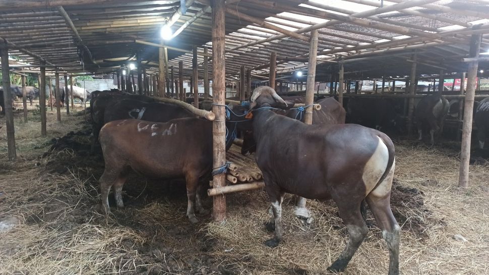 Lapak pedagang hewan kurban di Jalan Raya Pekayon, Kelurahan Pekayon Jaya, Kecamatan Bekasi Selatan, Kota Bekasi, Minggu (18/7/2021). [SuaraBekaci.id/Imam Faisal]