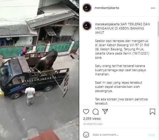 Viral Insiden Sapi Ngamuk Sampai Seret Satu Orang di Jakarta. (Instagram/@merekamjakarta)