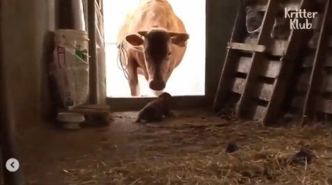 Viral Video Nyesek Anjing Nangis Dipisahkan dari Sapi. (Instagram/@makassar_iinfo)