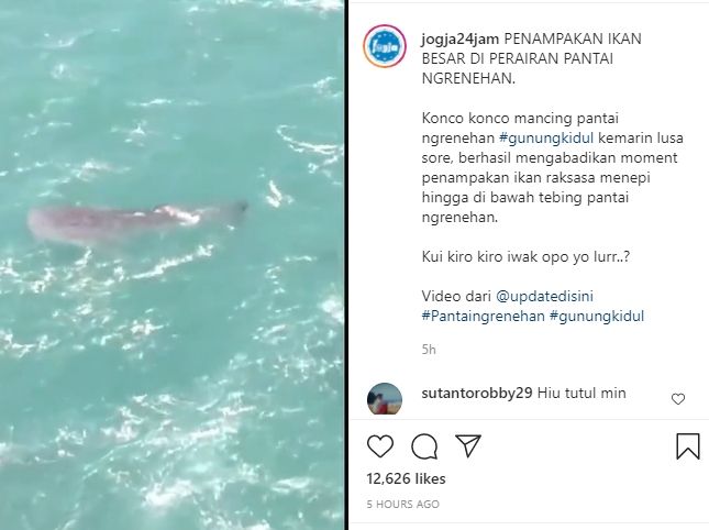 Penampakan ikan raksasa di pantai Gunungkidul. (Instagram/jogja24jam)