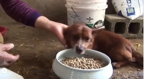 Viral Video Nyesek Anjing Nangis Dipisahkan dari Sapi. (Instagram/@makassar_iinfo)