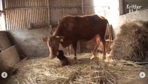 Viral Video Nyesek Anjing Nangis Dipisahkan dari Sapi. (Instagram/@makassar_iinfo)