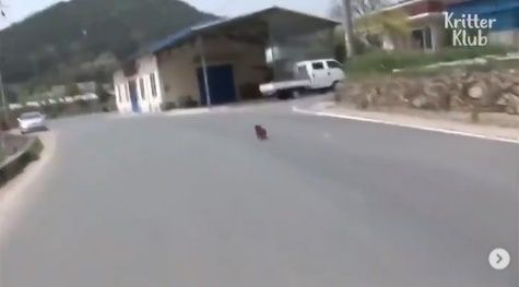 Viral Video Nyesek Anjing Nangis Dipisahkan dari Sapi. (Instagram/@makassar_iinfo)