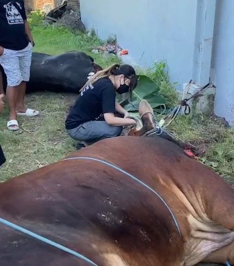 Aksi Via Vallen menyembelih hewan kurban. [Instagram]