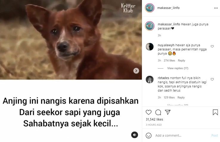 Viral Video Nyesek Anjing Nangis Dipisahkan dari Sapi. (Instagram/@makassar_iinfo)