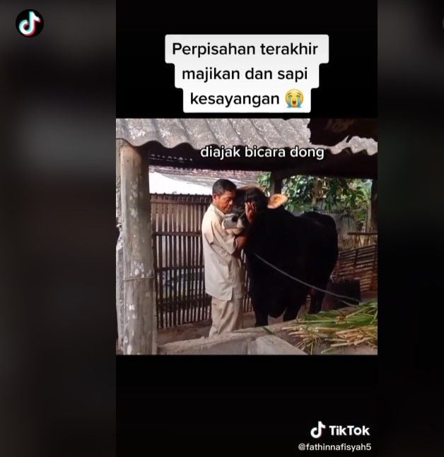 Momen perpisahan majikan dan sapi kesayangan (Tiktok)