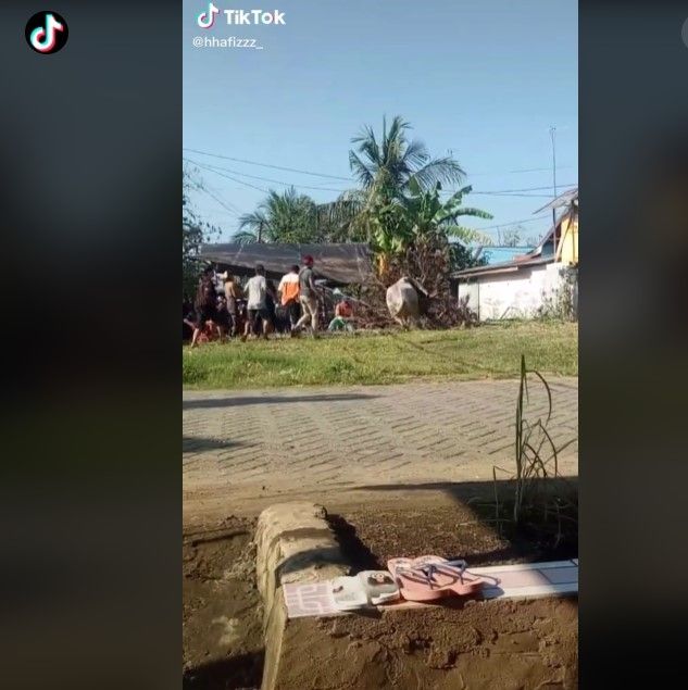 Sapi ngamuk sampai pohon tumbang (Tiktok)