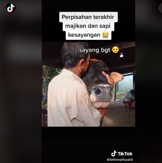 Momen perpisahan majikan dan sapi kesayangan (Tiktok)