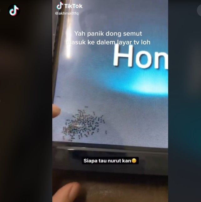 Semut masuk TV (tiktok)