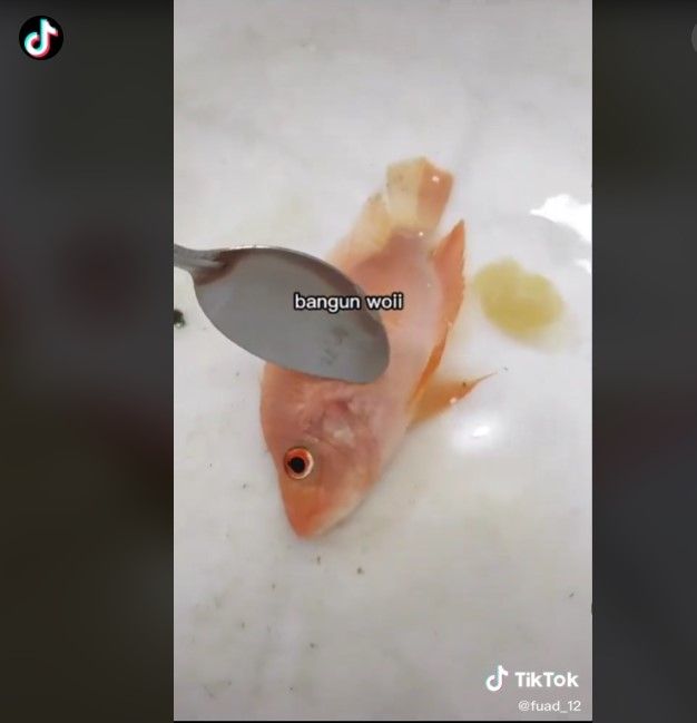 Ikan beku hidup lagi (Tiktok)