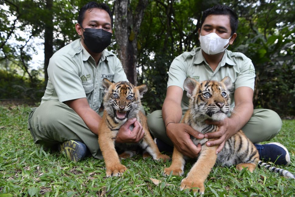 Perawat satwa bermain bersama dua bayi Harimau Sumatera (Panthera tigris sumatrae) saat pemberian nama bayi tersebut pada peringatan Hari Harimau Sedunia di Taman Safari Prigen, Pasuruan, Jawa Timur, Kamis (29/7/2021). [ANTARA FOTO/Zabur Karuru]