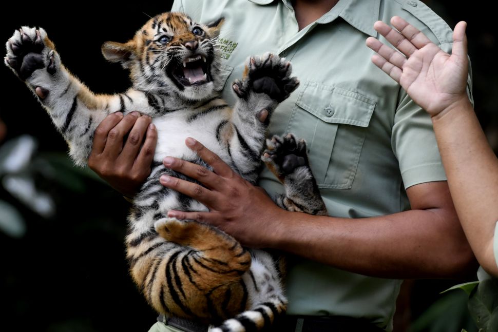 Perawat satwa menggendong bayi Harimau Sumatera (Panthera tigris sumatrae) saat pemberian nama bayi tersebut pada peringatan Hari Harimau Sedunia di Taman Safari Prigen, Pasuruan, Jawa Timur, Kamis (29/7/2021). [ANTARA FOTO/Zabur Karuru]