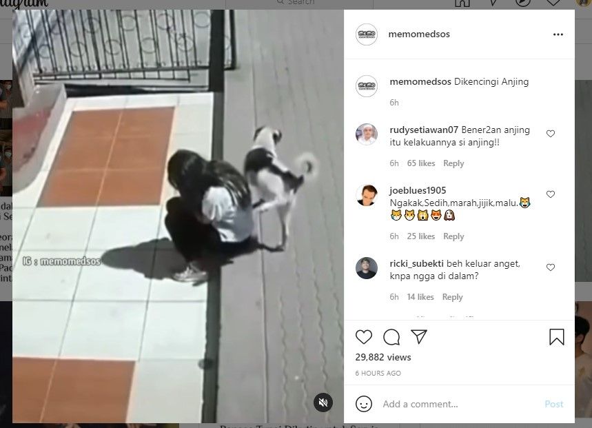 Lagi berjemur dikencingi anjing (IG)