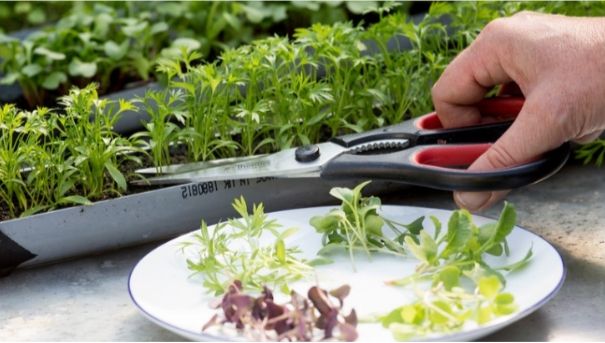 Microgreen, Makanan Sehat yang Bisa Ditanam di Rumah. (Foto: Gardeners World)