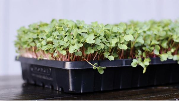 Microgreen, Makanan Sehat yang Bisa Ditanam di Rumah. (Foto: San Diego Home)