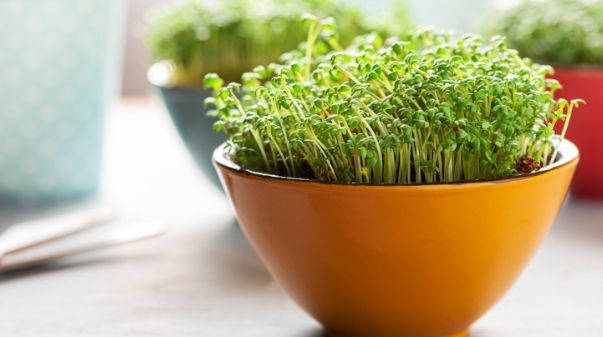 Microgreen, Makanan Sehat yang Bisa Ditanam di Rumah. (Foto: Well+Good)