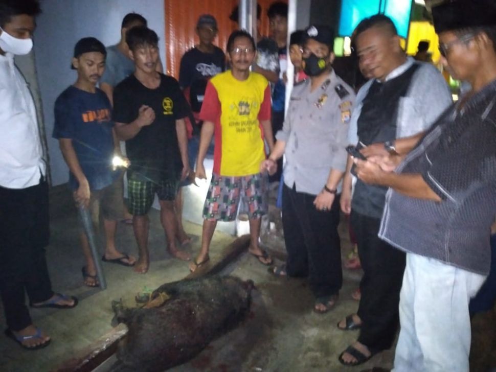 Warga lumpuhkan babi yang mengamuk dan nyaris masuk rumah anggota DPR Provinsi Banten. [Suara.com/Adi Mulyadi]