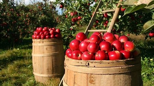 Buah apel yang baru dipanen dari kebun (Pixabay/Lumix2004).