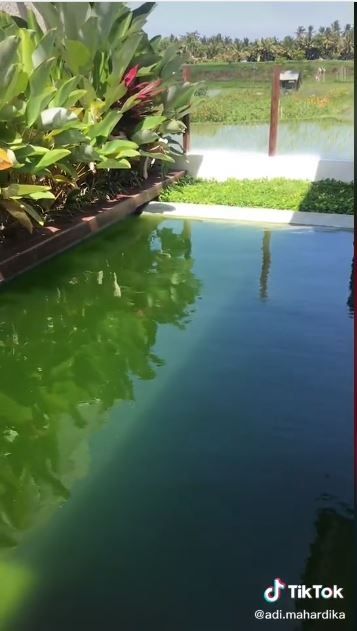 Kolam renang berubah jadi kolam lele (TikTok @adi.mahardika)