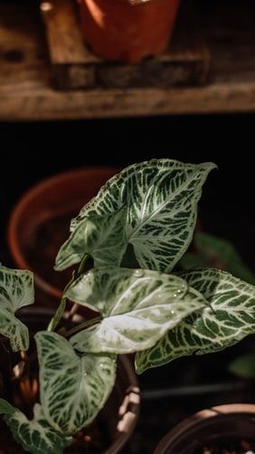 Tanaman Syngonium dan cara perawatannya. (Unsplash/Jungle_Space)