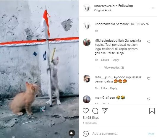 Video Anak Kucing Lomba 17 Agustus Bak Panjat Pinang. (Instagram/@undercover.id)