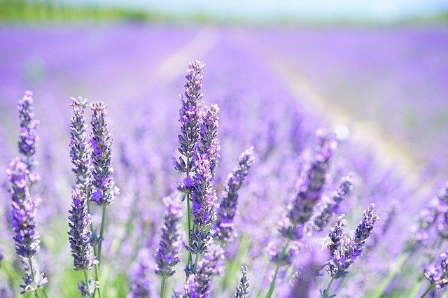 Ilustrasi Lavender. (Pixabay)