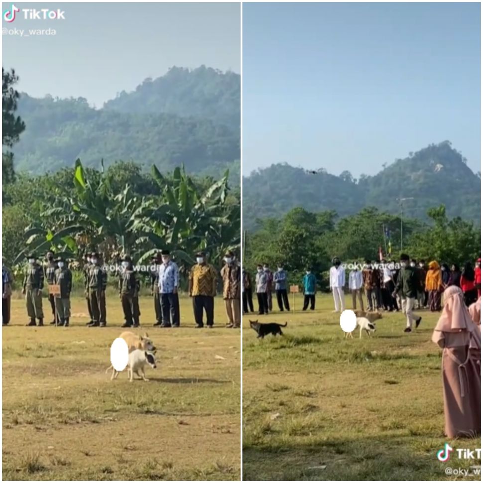 Anjing asyik indehoy di tengah lapangan upacara (tiktok)