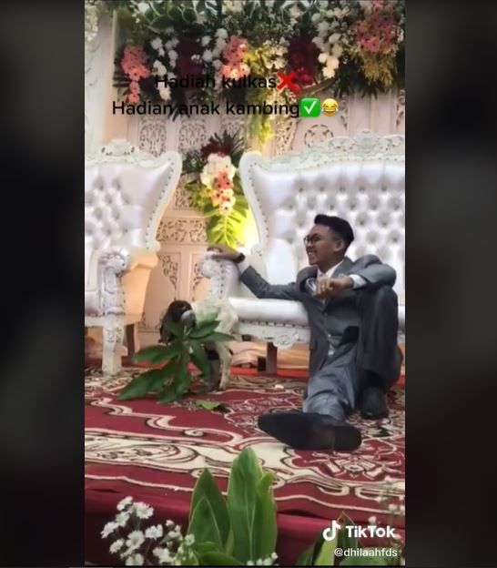 Viral Tamu Bawa Hadiah Anak Kambing ke Pelaminan (tiktok.com/@dhilaahfds)